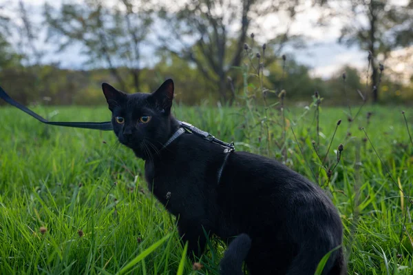 Чорний Кіт Повідку Сидить Зеленій Траві Лузі — стокове фото