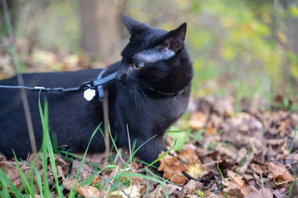 秋の時間に自然の中で糸に黒い猫 — ストック写真