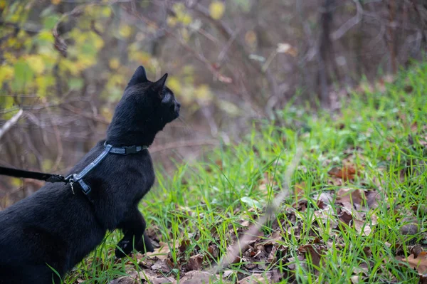 Black Cat Leash Nature Autumn Time — Stock Photo, Image