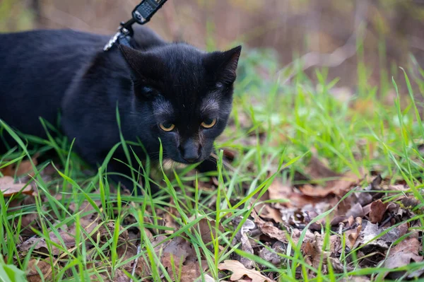 Sonbahar zamanı doğada tasmalı siyah bir kedi.