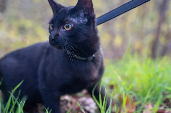 Ciekawy Czarny Kot Smyczy Odkrywa Naturę — Zdjęcie stockowe