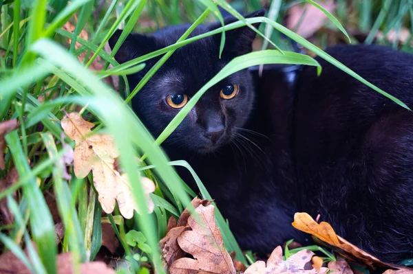 Fekete Macska Zöld Fűben Réten — Stock Fotó