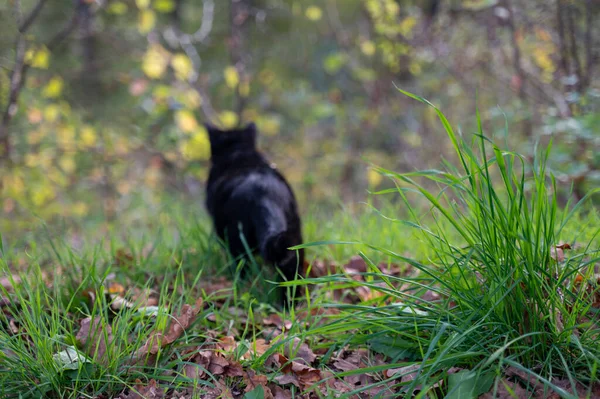 Размытая Черная Кошка Обнаруживает Природу Зеленую Траву Переднем Плане — стоковое фото
