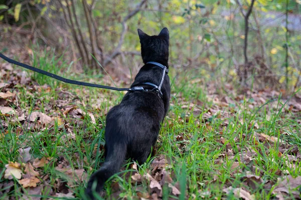 Çayırdaki yeşil çimlerde tasmalı kara kedi