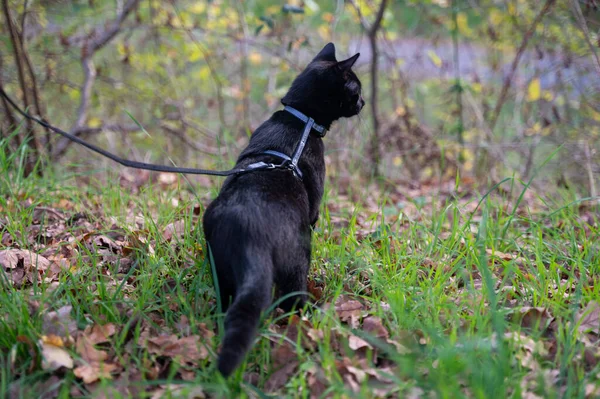 Чорний Кіт Повідку Зеленій Траві Лузі — стокове фото
