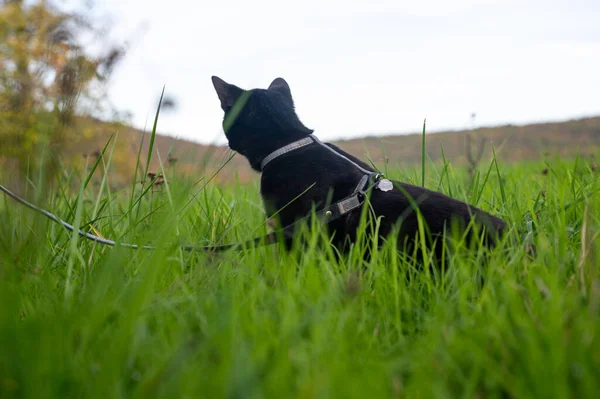 Svart Katt Koppel Sitter Det Gröna Gräset Äng — Stockfoto