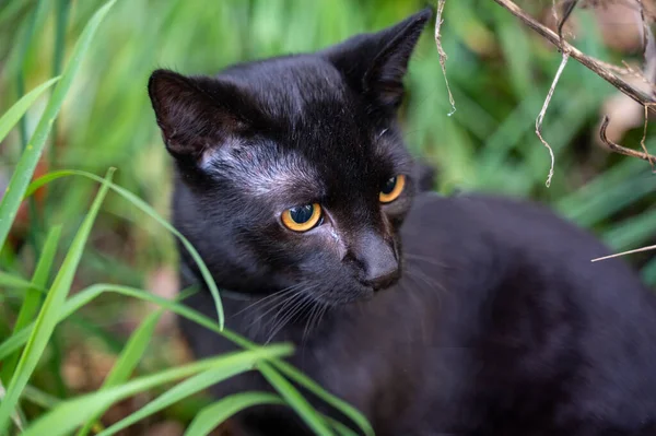 黒い猫が草原の緑の草の中に座っている — ストック写真