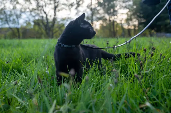 Czarny Kot Smyczy Zielonej Trawie Łące — Zdjęcie stockowe