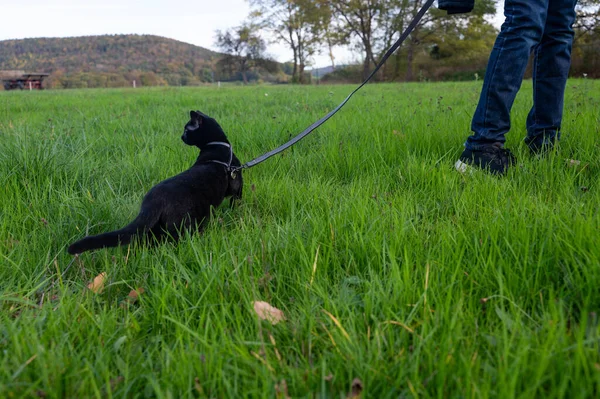 Fekete Macska Sétál Gazdájával Pórázon Egy Zöld Réten — Stock Fotó
