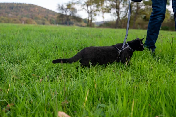 Fekete Macska Sétál Gazdájával Pórázon Egy Zöld Réten — Stock Fotó