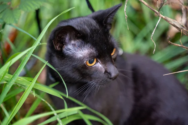 Gato Negro Sienta Hierba Verde Prado — Foto de Stock