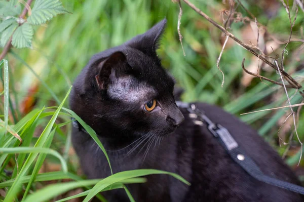 Fekete Macska Pórázon Zöld Fűben Réten — Stock Fotó