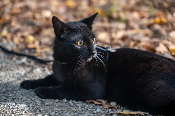 Czarny Kot Smyczy Leży Słońcu Kamiennej Drodze Brudu Jesienią — Zdjęcie stockowe