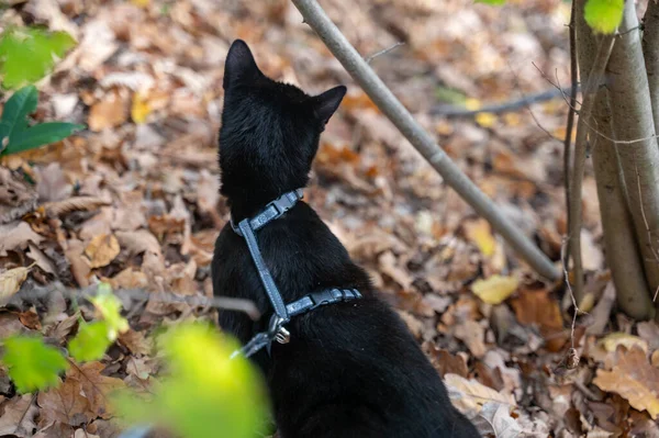 秋に黒い猫が森を発見 — ストック写真