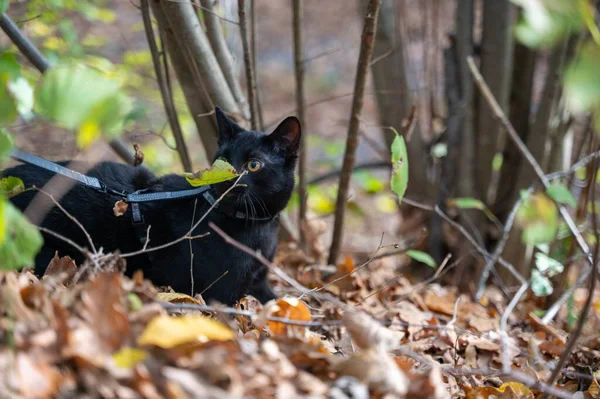 Черная Кошка Поводке Осенью Обнаруживает Лес — стоковое фото