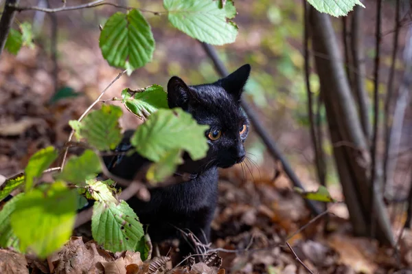 Gato Negro Con Correa Descubre Bosque Otoño — Foto de Stock