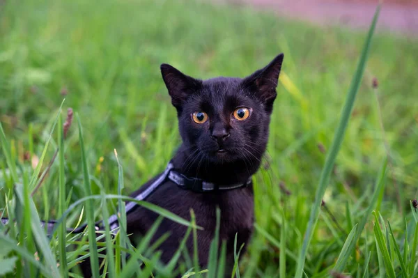 Черная Кошка Поводке Сидит Зеленой Траве Лугу — стоковое фото