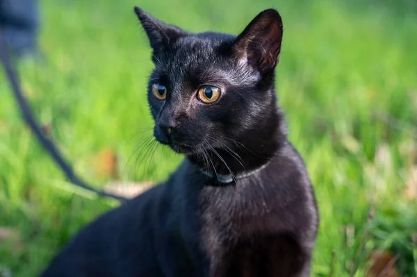 Чорний Кіт Повідку Сидить Зеленій Траві Лузі — стокове фото