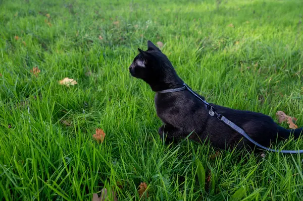 草原の緑の草の中に黒い猫 — ストック写真