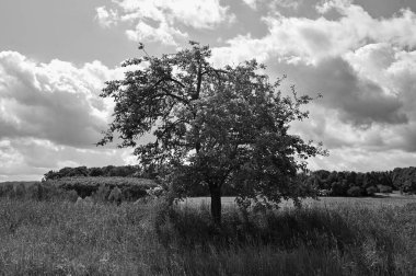 Siyah beyaz bir tarlada bir ağaç.