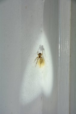 Sektör örümceği (Zygiella x-notata) bir evin köşesinde bir fenerin ışığında kozası olan