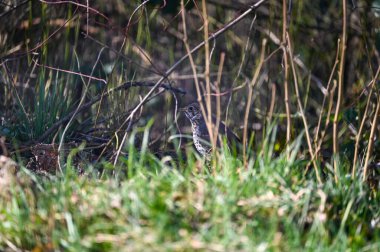 Yeşil çimlerin üzerinde bir Song Thrush (Turdus philomelos)