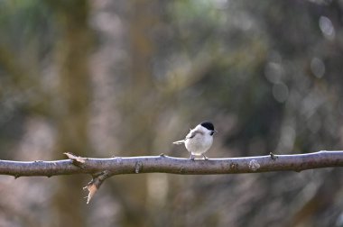 A marsh tit  ( Poecile palustris ) perches on a branch in nature