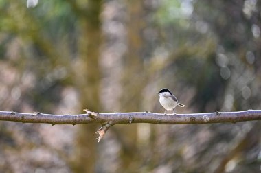 A marsh tit  ( Poecile palustris ) perches on a branch in nature