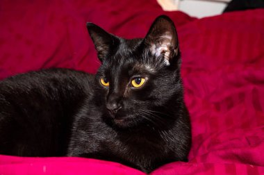 Siyah bir kedi rahat bir şekilde yatakta yatıyor.