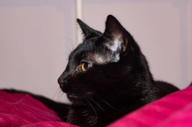 Siyah bir kedinin kafası yana bakıyor.