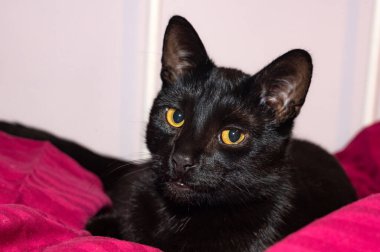 Siyah bir kedinin başı öne bakıyor.