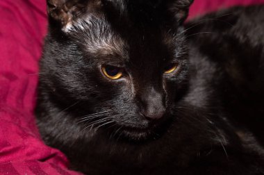 Kara bir kedinin başı aşağı bakıyor.