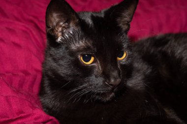 Siyah bir kedinin kafası yana bakıyor.