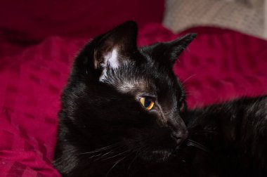 Siyah bir kedinin kafası yana bakıyor.