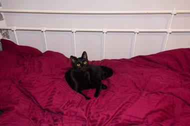 Siyah bir kedi rahat bir şekilde yatakta yatıyor.