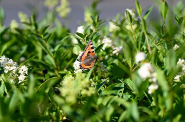 Lesser Tortoiseshell ( Aglais urticae ) butterfly on plant in green nature