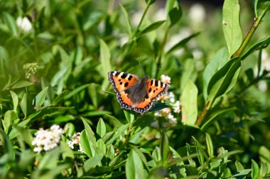 Lesser Tortoiseshell ( Aglais urticae ) butterfly on plant in green nature