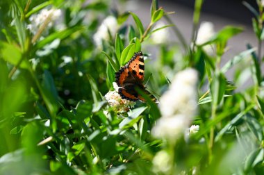 Lesser Tortoiseshell ( Aglais urticae ) butterfly on plant in green nature