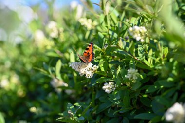Lesser Tortoiseshell ( Aglais urticae ) butterfly on plant in green nature