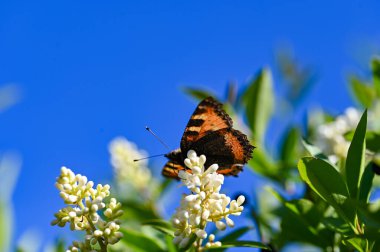 Lesser Tortoiseshell ( Aglais urticae ) butterfly on plant in green nature with blue sky