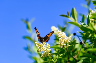 Lesser Tortoiseshell ( Aglais urticae ) butterfly on plant in green nature with blue sky