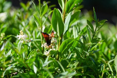 Lesser Tortoiseshell ( Aglais urticae ) butterfly on plant in green nature