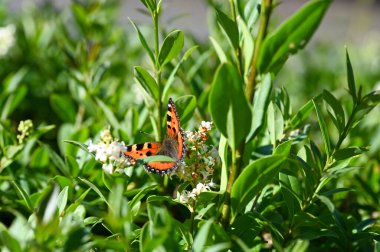 Lesser Tortoiseshell ( Aglais urticae ) butterfly on plant in green nature
