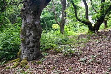 Hutewald Cadılar Bayramı 'nda, Edersee, Hesse, Almanya' daki Kellerwald Doğa Parkı yakınlarında yosun kaplı kökleri olan yaşlı ağaçlar.