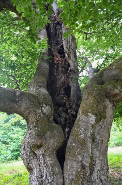 Hutewald Cadılar Bayramı 'nda, Kellerwald-Edersee, Hesse, Almanya yakınlarındaki bir ağacın gövdesine yıldırım düşmüştü.
