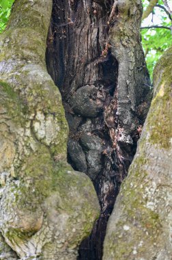 Hutewald Cadılar Bayramı 'nda, Kellerwald-Edersee, Hesse, Almanya yakınlarındaki bir ağacın gövdesine yıldırım düşmüştü.