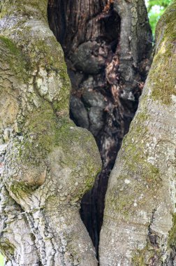 Hutewald Cadılar Bayramı 'nda, Kellerwald-Edersee, Hesse, Almanya yakınlarındaki bir ağacın gövdesine yıldırım düşmüştü.