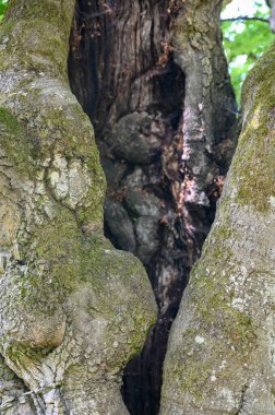Hutewald Cadılar Bayramı 'nda, Kellerwald-Edersee, Hesse, Almanya yakınlarındaki bir ağacın gövdesine yıldırım düşmüştü.