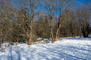 Trees at the edge of a forest in winter with lots of snow and blue sky in the High Rhoen, Hesse, Germany