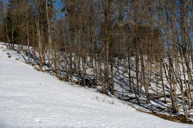 Trees at the edge of a forest in winter with snow in the High Rhoen, Hesse, Germany